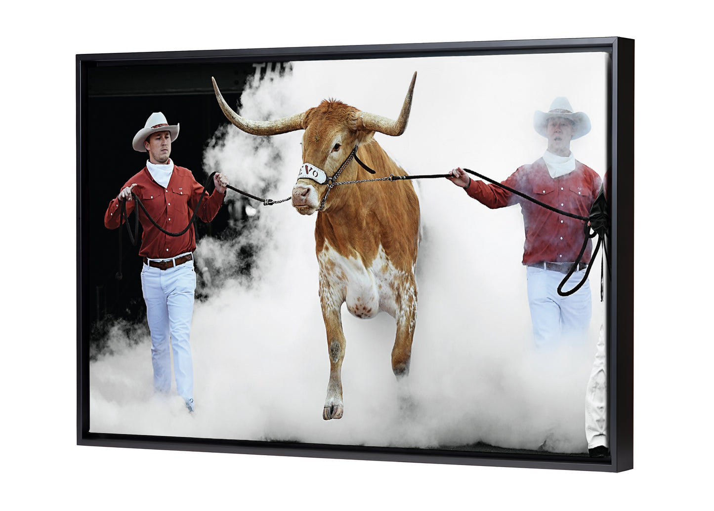 Bevo Leads the Charge
